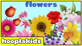 Preschool Activity  Learn About Flowers  HooplaKidz [upl. by Olag]