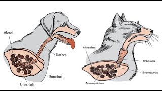 Fisiología Veterinaria del Sistema Respiratorio [upl. by Halley]