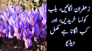 How To Grow Saffron  Zafran From Bulbs Complete Giudeline For Growing Process [upl. by Anerdna]