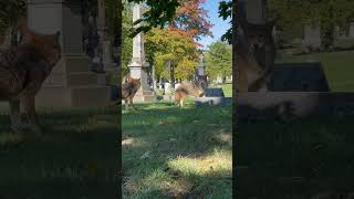 I met these friendly coyotes at Graceland Cemetery [upl. by Shiau5]