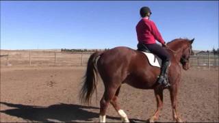 Dressage Horse Training Working on Turn on the Haunches [upl. by Ytsim]