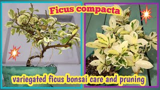 Variegated ficusFicus compacta bonsai care and pruning  Baghwani real terrace gardenBaghwani695 [upl. by Elletsirhc]