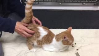 Feline Cerebellar Hypoplasia Physical Rehabilitation update 2 [upl. by Eniruam]