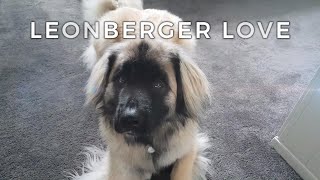 A Leonberger Love [upl. by Ydneh]