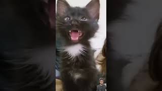 black cat video 😺 reaction cat video cow baby reaction catcowbaby shorts [upl. by Bel]