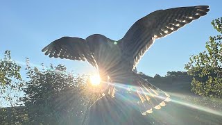 cazando con cernícalo  cetreria birds animalkingdom falconry kestrel hunting with kestrel q [upl. by Elon]