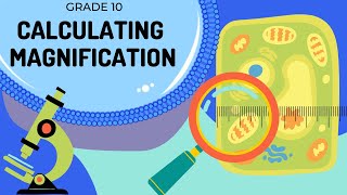 Magnification  How to calculate magnification and actual size [upl. by Cassiani301]