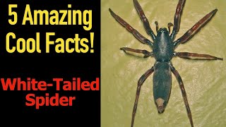 5 Fascinating Facts About The WhiteTailed Spider [upl. by Ashwell]