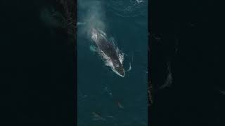 Humpback whales feeding with sea lions [upl. by Milewski851]