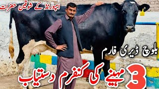 Baloch Dairy Farm  Pakistans Top class Cows For sale  Cows Farming [upl. by Panther247]