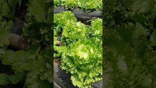 Selad Lettuce sangat subur di Maribaya Lembang [upl. by Miner]