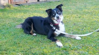 Vergabefilm FLASH  15 Jahre junger Australian Shepherd [upl. by Tsai700]