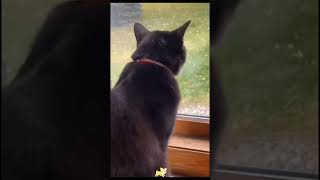 Funny Animals 2024 😂 Best Funny dog amp cat Moments 🐶🐱 408 shorts [upl. by Nawuq479]