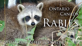 Rabies In Ontario amp Canada What You Need To Know [upl. by Strong773]