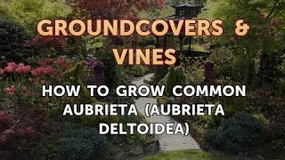 How to Grow Common Aubrieta Aubrieta Deltoidea [upl. by Aleka27]