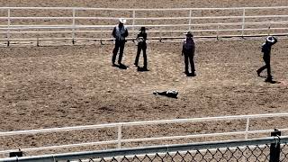 Cheyenne Brown Goat Tying 644 Seconds goattying rodeo [upl. by Aistek]