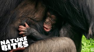 Newborn Chimpanzee Causes Chaos  The Secret Life of the Zoo  Nature Bites [upl. by Letnohc]