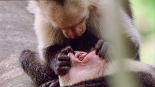 Open Wide A Capuchin Visits The Dentist  Walk On The Wild Side  Funny Talking Animals  BBC Earth [upl. by Stella]