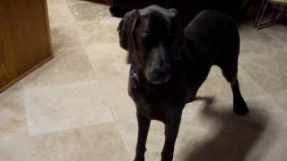 Gus the Blue Weimaraner at meal time [upl. by Aztiray]