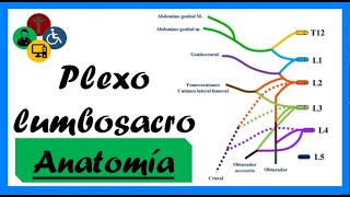 ANATOMIA del plexo LUMBOSACRO  Clases de anatomía [upl. by Fleisig]