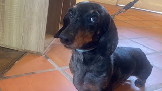 MINI DACHSHUND KNOWS HOW TO MAKE HIMSELF UNDERSTOOD [upl. by Kreda]