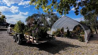 Moving the High Tunnel amp All the Plants  Planting Invincibelle Ruby Hydrangeas 🙌🌿🤩 [upl. by Zandra]