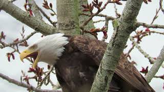 Bald eagle calling [upl. by Najib]