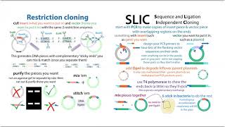 SLIC cloning Sequence and Ligation Independent Cloning theory amp workflow [upl. by Fronniah105]