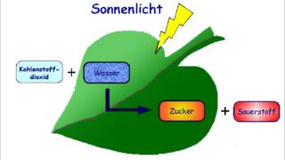 Photosynthese RAP [upl. by Pennebaker]