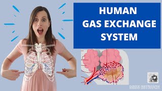 Human GAS EXCHANGE SYSTEM  A level Biology Learn the structures ventilation and gas exchange [upl. by Dedric]