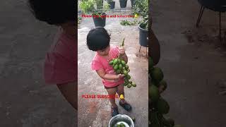 FRUIT PLANT IN OUR TERRACE GARDEN terracegraden fruitplant fruit ytshort shorts short viral [upl. by Mommy]