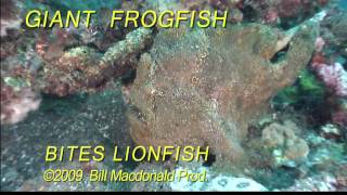 Diving Giant frogfish bites lionfish Ouch [upl. by Nylhtiak]