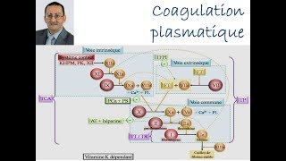 Coagulation Plasmatique [upl. by Westbrooke]