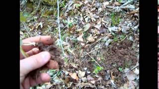 Diggin Cranesbill Root [upl. by Rolyak]