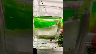 Platy fry fishvideo exoticguppies aquariumfish betta [upl. by Amikay]