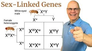 Why SexLinked Alleles Are So Freakin Cool [upl. by Aisemaj]