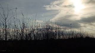 Field full of greater white fronted geese [upl. by Aloysius]