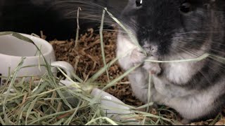 Chinchilla Trading Poop for Hay [upl. by Tobye]