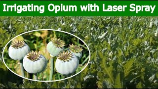 OPIUM – Irrigation with Laser Spray Rain Pipe  Rain Hose [upl. by Nuawtna]