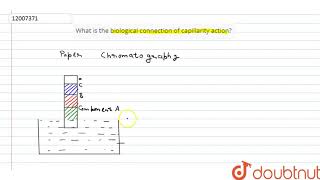 What is the biological connection of capillarity action  11  PROPERTIES OF BULK MATTER  PHYS [upl. by Clarie]