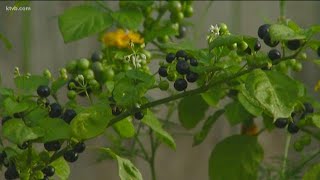 You Can Grow It How to grow huckleberries in your backyard [upl. by Hoshi]