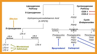 Arachidonic Acid Pathway Prostaglandins Prostacyclins Thromboxanes amp Leukotrienes [upl. by Nottus998]