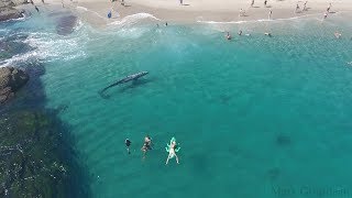 Whale visits beachgoers in Laguna Beach [upl. by Ariaes]