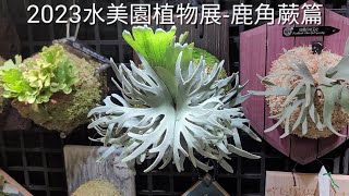 水美園2023鹿角蕨篇，Agricgarden plants market Staghorn Fern [upl. by Nevart]