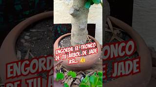 Como engordar el tronco del arbol de Jade suculentas plantas bonsai jardin jardineria sucus [upl. by Dazhehs]