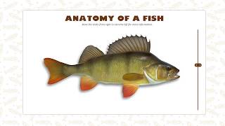 Anatomy of a Fish  Aman Vohra [upl. by Nnayhs]