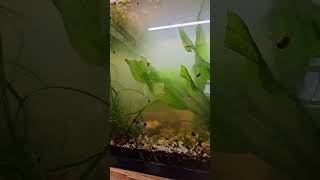 Albino corydoras eggs [upl. by Ilrac]