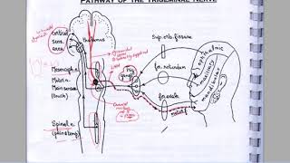 L3 TRIGEMINAL NERVE  CORNEAL REFLEX  JAW REFLEX  PALATAL REFLEX [upl. by Davida72]