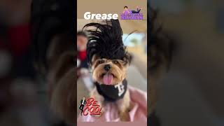 Be Cool grease halloween dog dogcostume doghalloween doghalloweencostume tbird greaser [upl. by Sergu158]