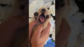 First puppy sight babylab labradorpuppy [upl. by Doxia]